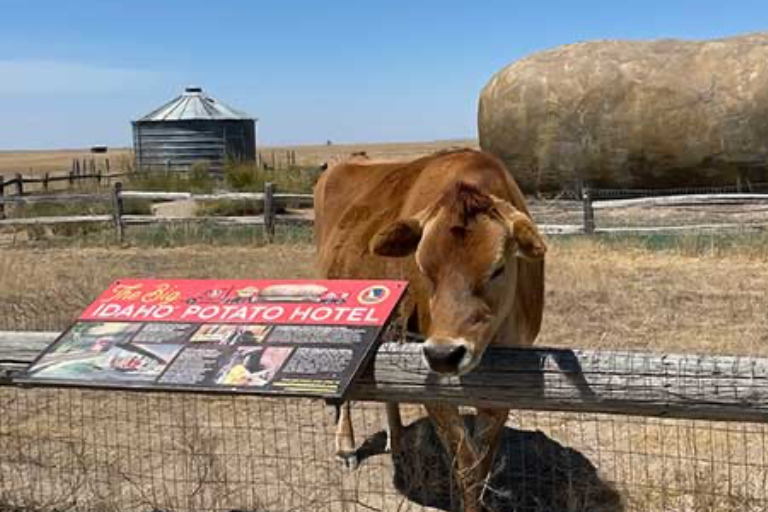 47-Daisy-The-Potatoe-Hotel